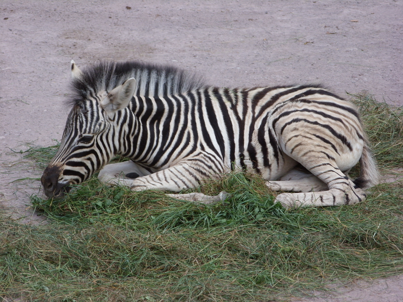 A zebra, having a loll.